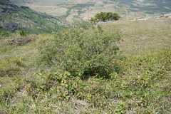 Desmodium ferrugineum